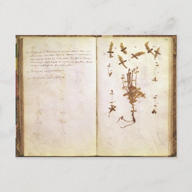 Carte Postale Page 24 d'un Herbarium (Devant)