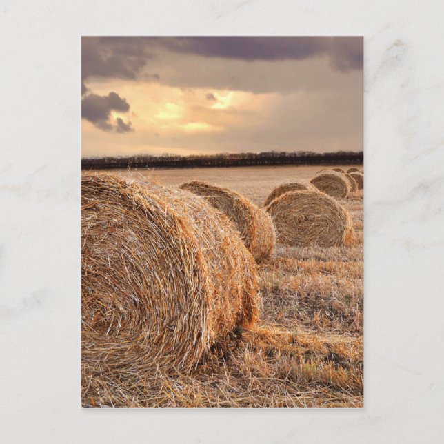 Carte postale Paille Bales (Devant)