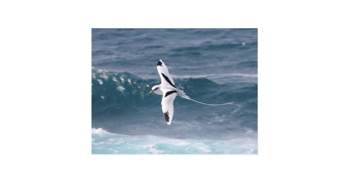 Carte Postale Pailleenqueue Zazzle.fr