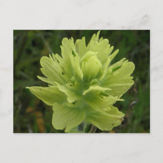 Carte Postale Paint Brush Blossom, île de l'Unalaska