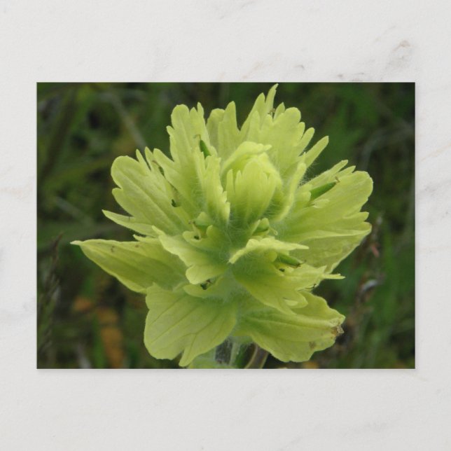 Carte Postale Paint Brush Blossom, île de l'Unalaska (Devant)