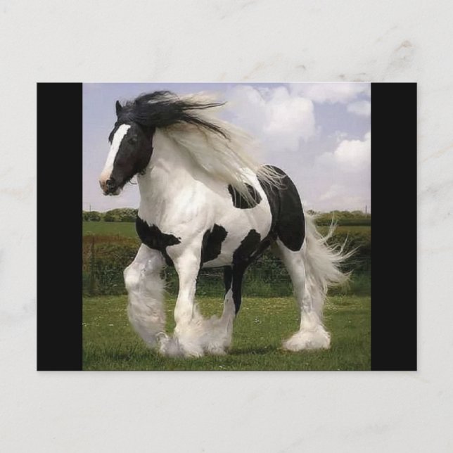 Carte postale Paint Horse (Devant)