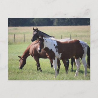 Carte Postale Paint Horse and Friends