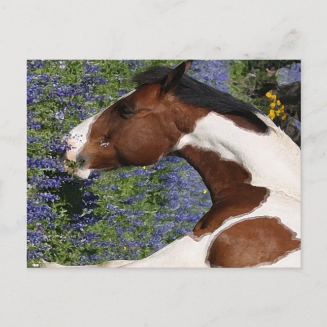 Carte Postale Paint Horse in Field of Wildflowers (Devant)