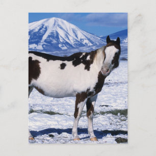 Carte Postale Paint Horse Standing in the Snow