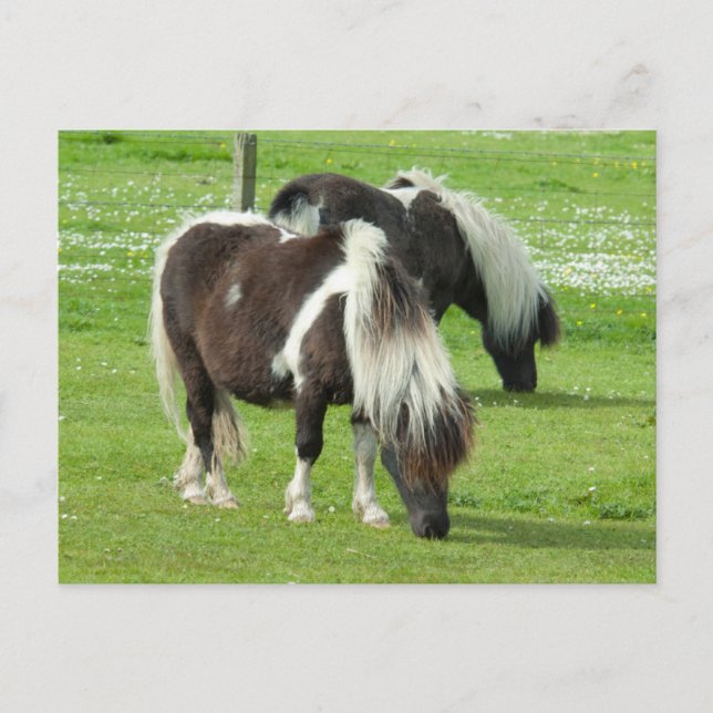 Carte Postale Paint Ponts Purebred Shetland (Devant)
