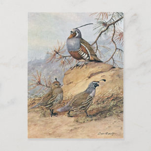 Carte Postale Painting of two different Quail species by Allan