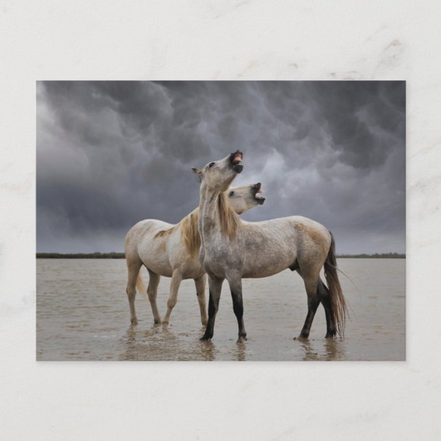 Carte Postale Pair of Camargue Horse Stallions, Southern France (Devant)