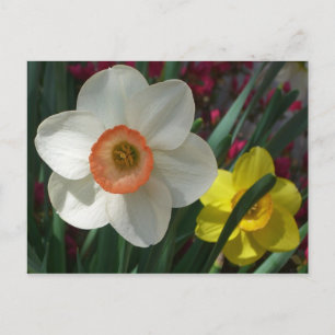 Carte Postale Pair of Daffodils Pink and Yellow Spring Flowers