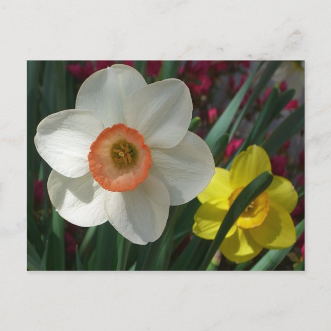 Carte Postale Pair of Daffodils Pink and Yellow Spring Flowers (Devant)