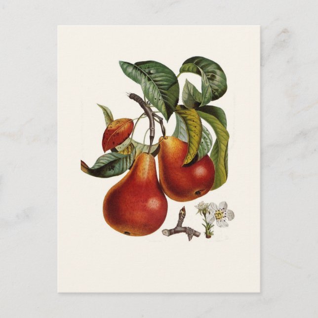 Carte Postale Paire (Devant)