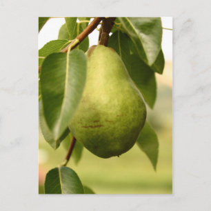 Carte Postale Paire