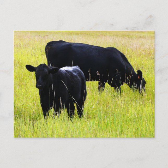 Carte Postale Paire Angus noir en champ (Devant)