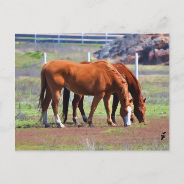Carte Postale Paire au pâturage (Devant)