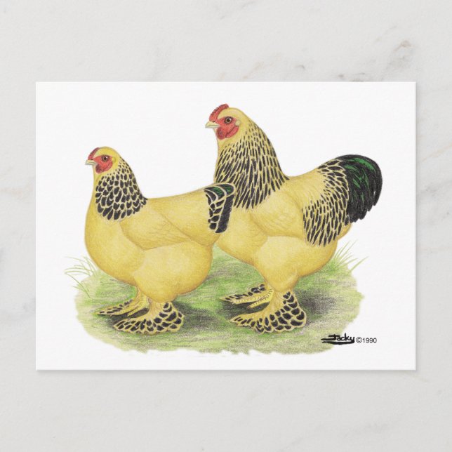 Carte Postale Paire Brahma Buff (Devant)