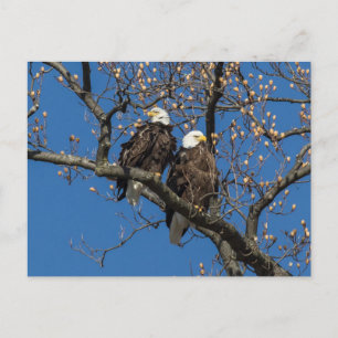Carte Postale Paire d'aigle à tête blanche