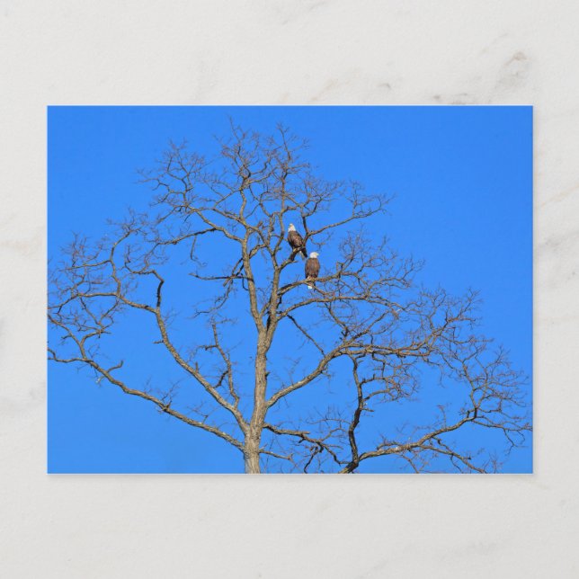 Carte Postale Paire d'aigle à tête blanche dans l'arbre (Devant)