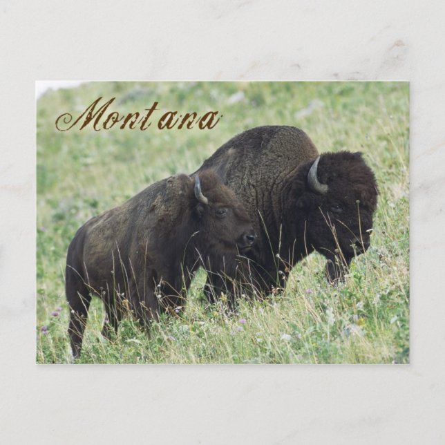 Carte Postale Paire de bisons du Montana (Devant)