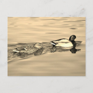 Carte Postale Paire de canards colverts
