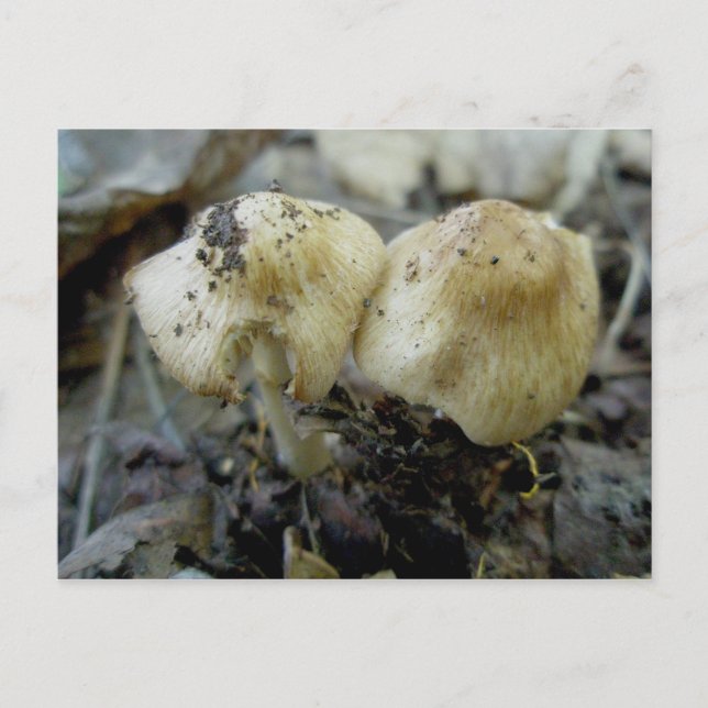 Carte postale paire de champignons (Devant)