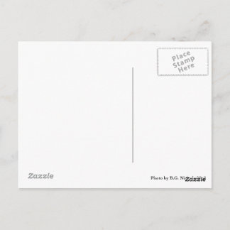 Carte Postale Paire de chiens métalliques