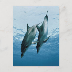 Carte Postale Paire de dauphins