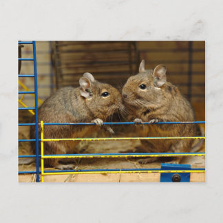 Carte Postale Paire de Degus à la porte de cage