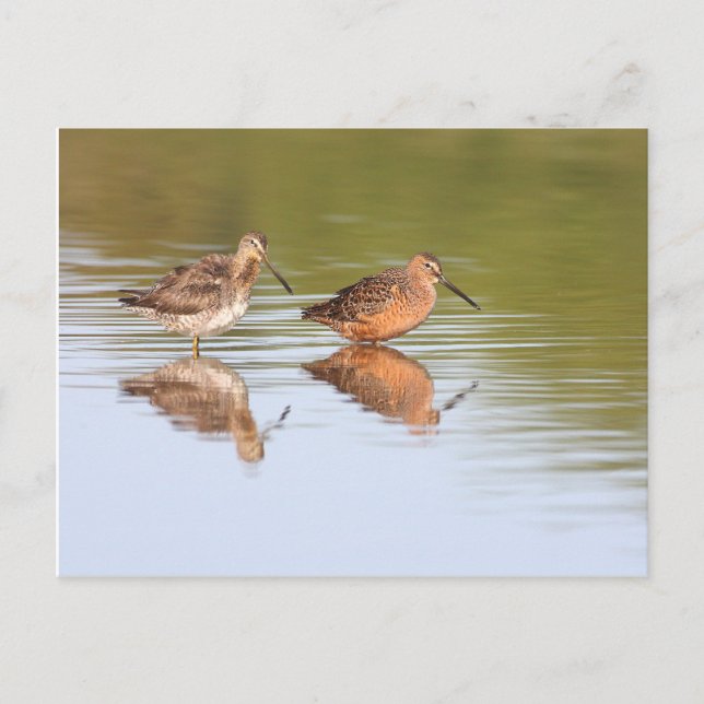 Carte Postale Paire de Dowitchers (Devant)