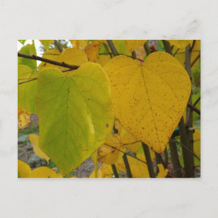Carte Postale Paire de feuilles de redbud rouges d'automne Photo