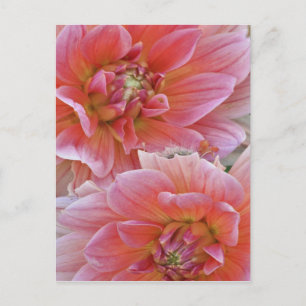 Carte Postale Paire de fleurs de Dahlia, Dahlia spp. ,