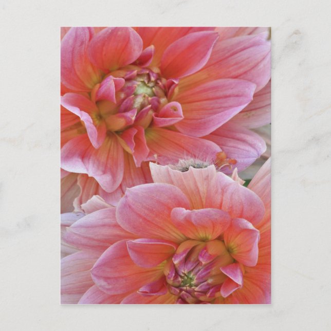 Carte Postale Paire de fleurs de Dahlia, Dahlia spp. , (Devant)