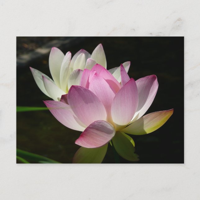 Carte Postale Paire de fleurs de Lotus II (Devant)
