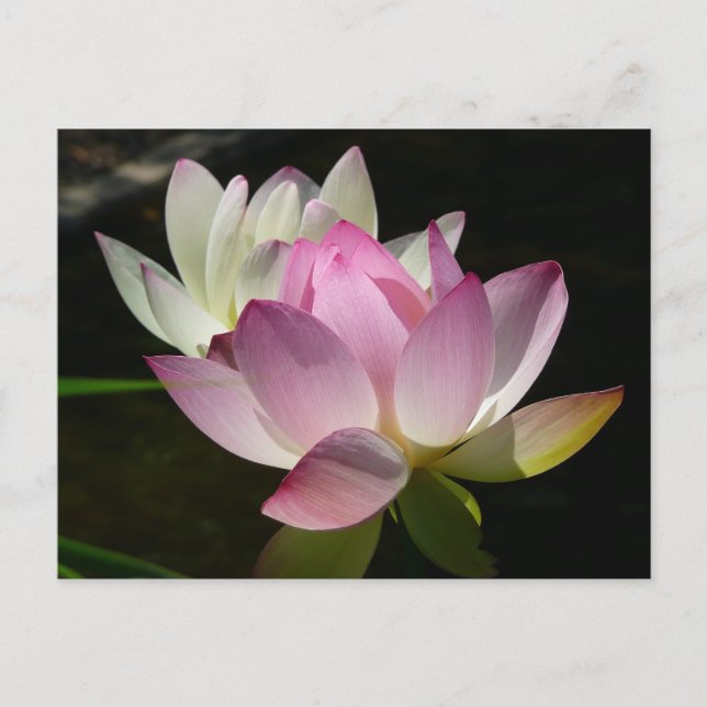 Carte Postale Paire de fleurs de Lotus II (Devant)