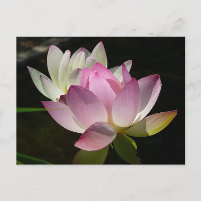 Carte Postale Paire de fleurs de Lotus II (Devant)