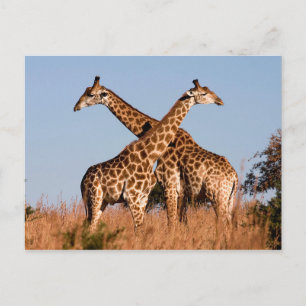 Carte Postale paire de girafes