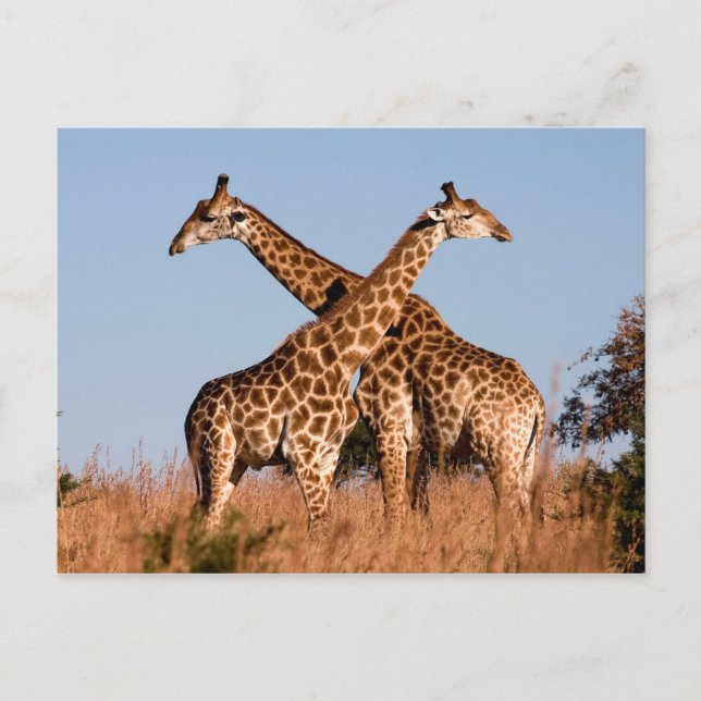 Carte Postale paire de girafes (Devant)