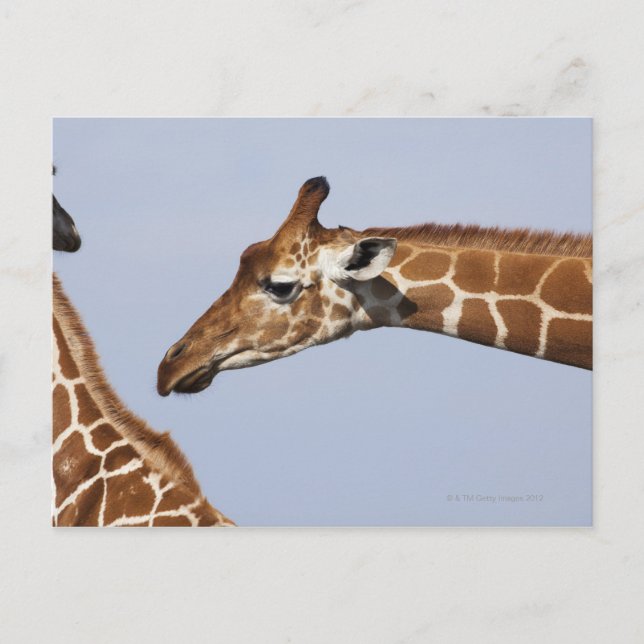 Carte Postale Paire de Giraffes Réticulées (Giraffa (Devant)