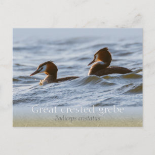 Carte Postale Paire de grandes grèbes de crêpes CC0757