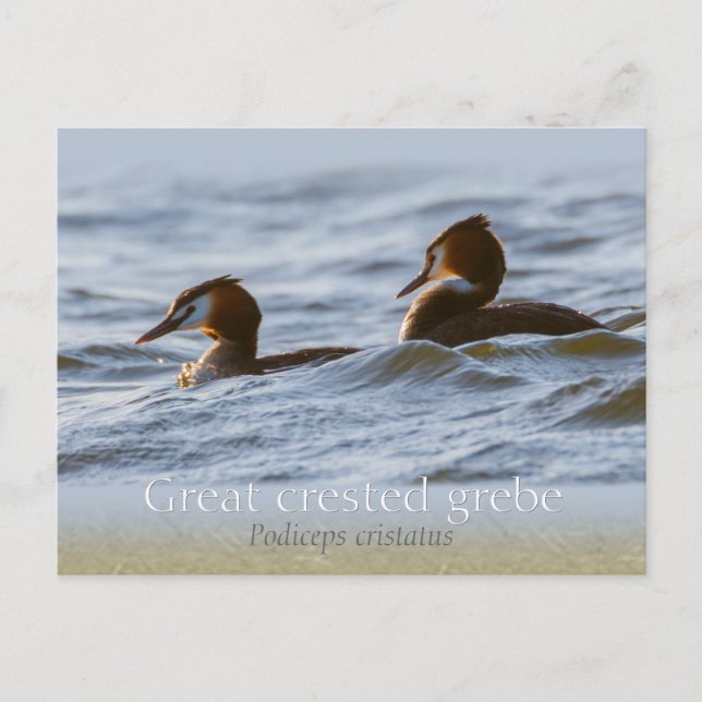 Carte Postale Paire de grandes grèbes de crêpes CC0757 (Devant)