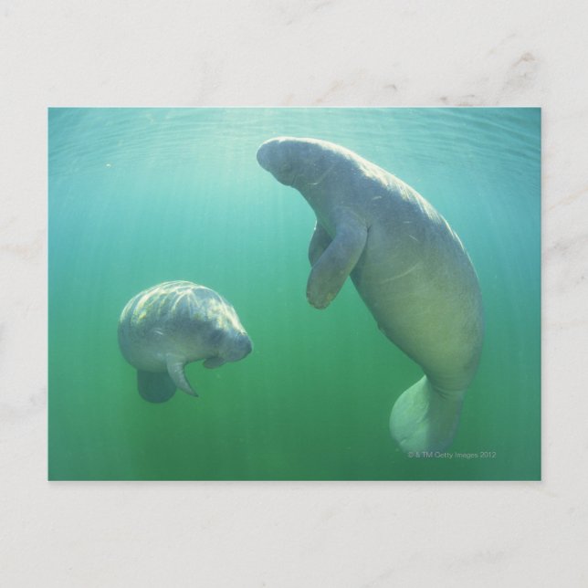 Carte Postale Paire de lamantins de floride nageant (Devant)