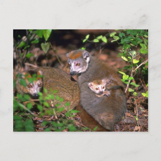 Carte Postale Paire de lémurien couronné avec bébé (Devant)