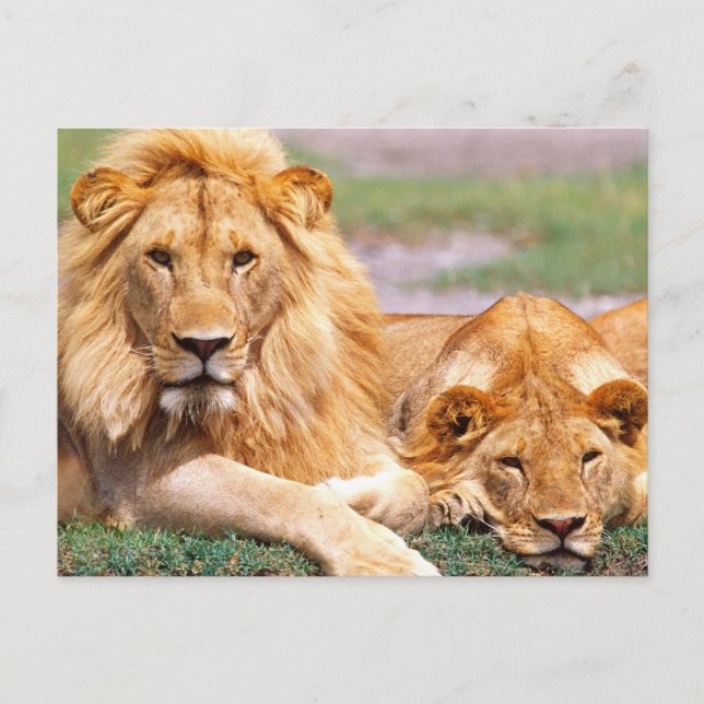 Carte Postale Paire de lions africains, Panthera leo, Tanzanie (Devant)