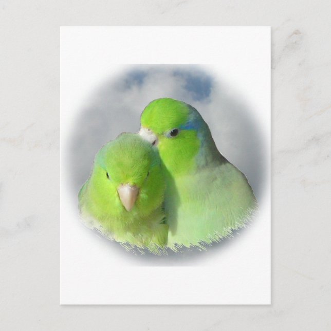 Carte Postale Paire de perroquets verts (Devant)