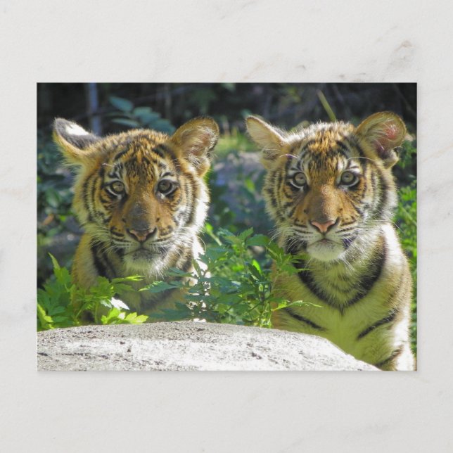 Carte Postale Paire de portrait de cubes de tigre (Devant)