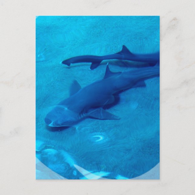 Carte postale Paire de requin (Devant)