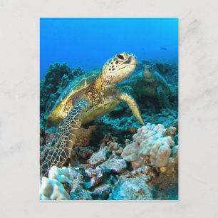 Carte Postale Paire de tortue