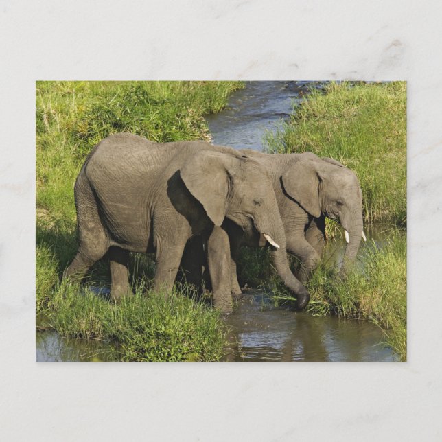 Carte Postale Paire d'éléphants d'Afrique Masai Mara (Devant)
