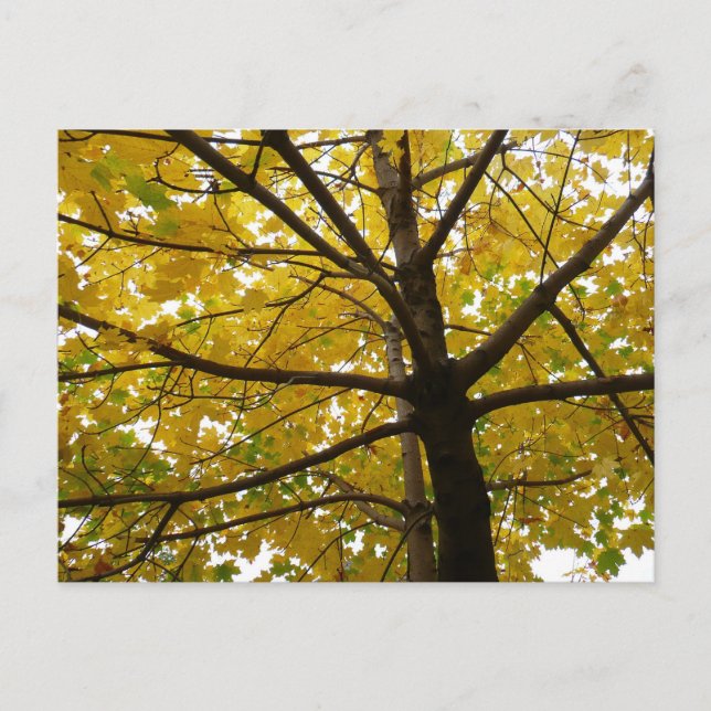 Carte Postale Paire d'érables jaunes Nature d'automne (Devant)