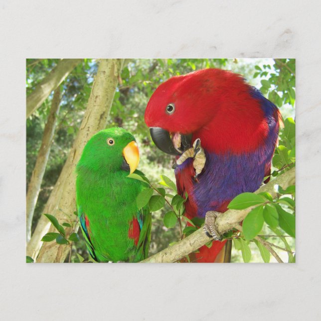 Carte Postale Paire Eclectus (Devant)