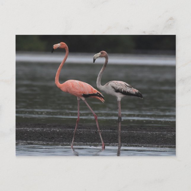 Carte postale paire Flamant rose (Devant)